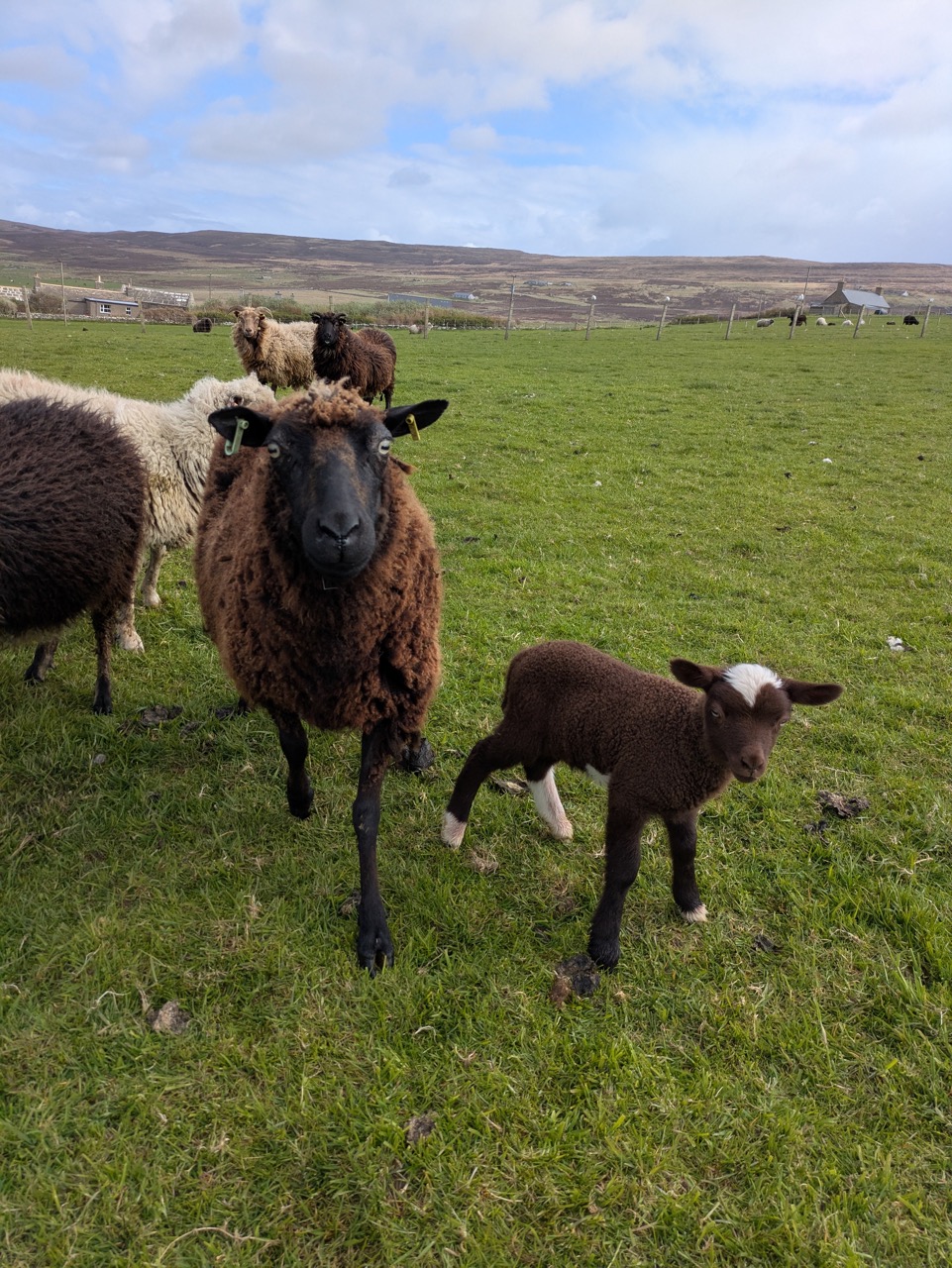 Sheep Unique ewe and lamb grazing on the Orkney farm