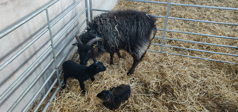 Black Boreray Ewe with her twin lambs