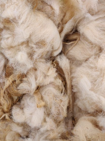 White Boreray Fleece Close up