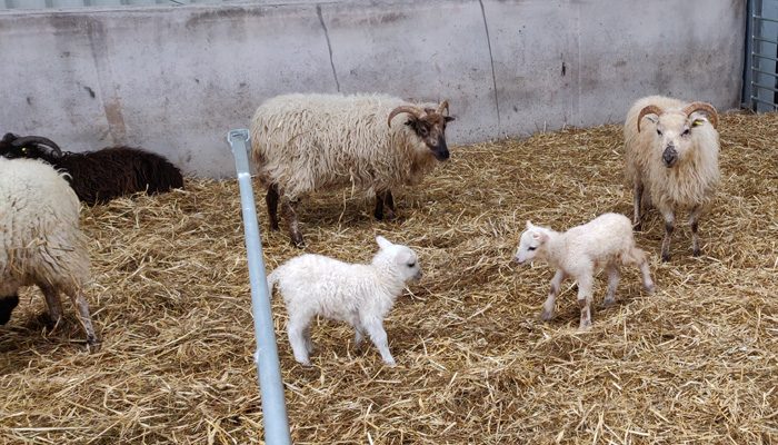 Two Boreray Sheep with Two Boreray Lambs