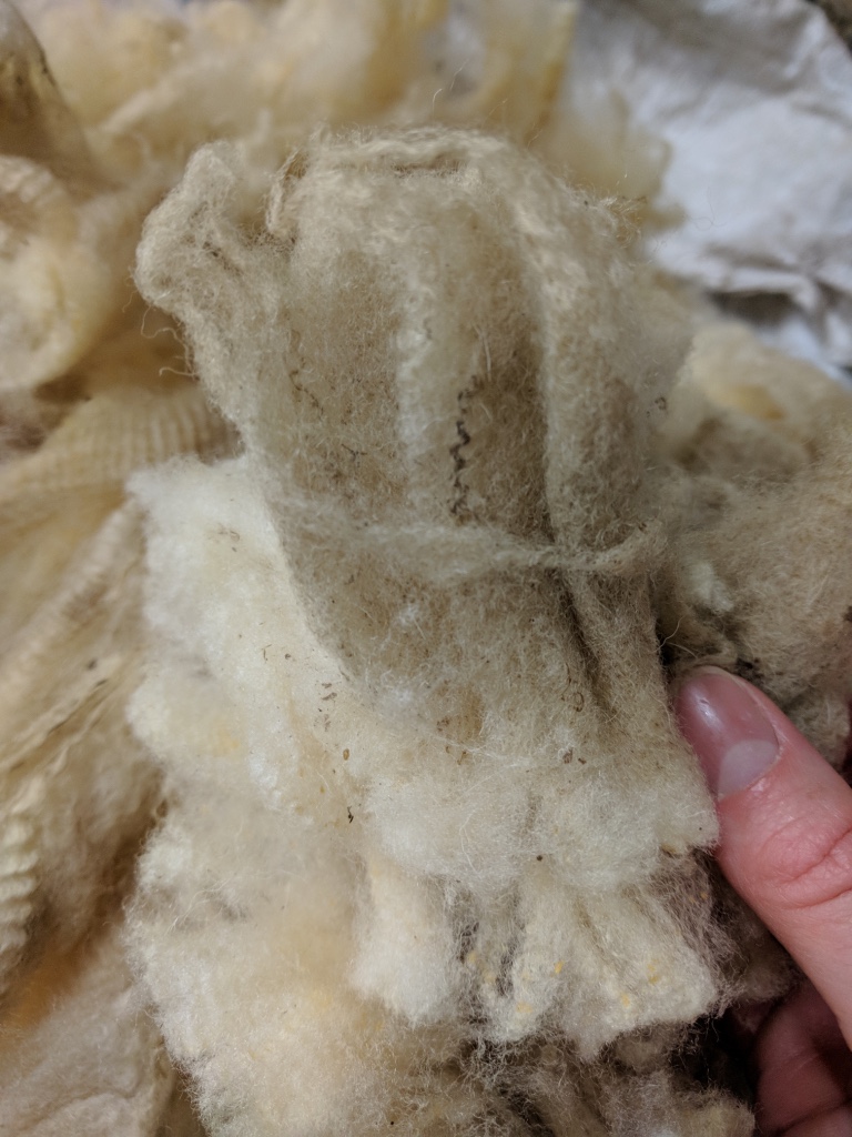 Raw Fleece showing normal dirt